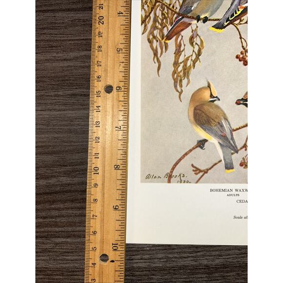 VTG Waxwing Bookplate Allan Brooks Lithograph Bird Portraits In Color - Picture 2 of 8